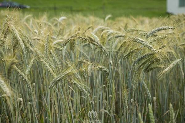 Triticale Tripanem