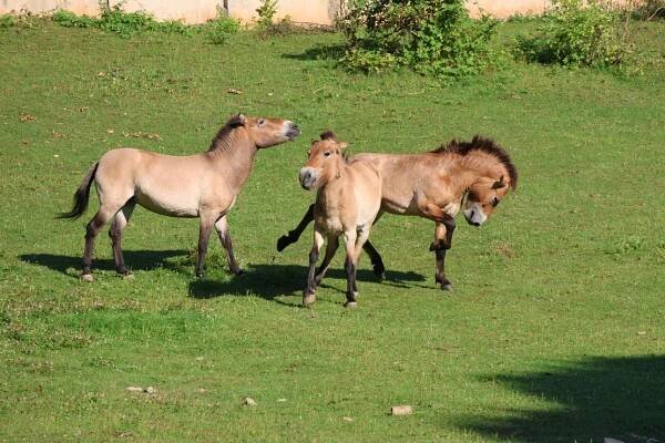 Chov v roce 2024: Zoo Košice