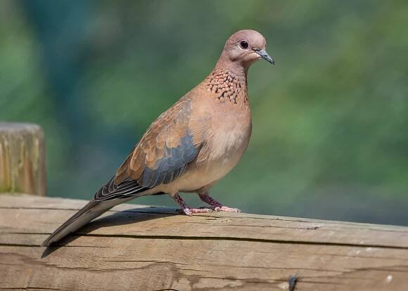 Hrdlička senegalská - zooparknehvizdy.cz