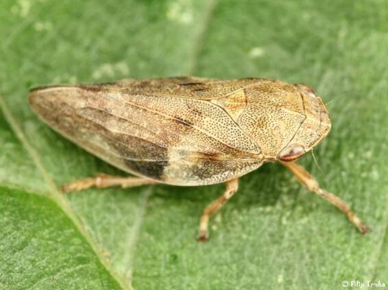 Aphrophora alni - pěnodějka olšová | Aphrophoridae - pěnodějkovití | Natura Bohemica