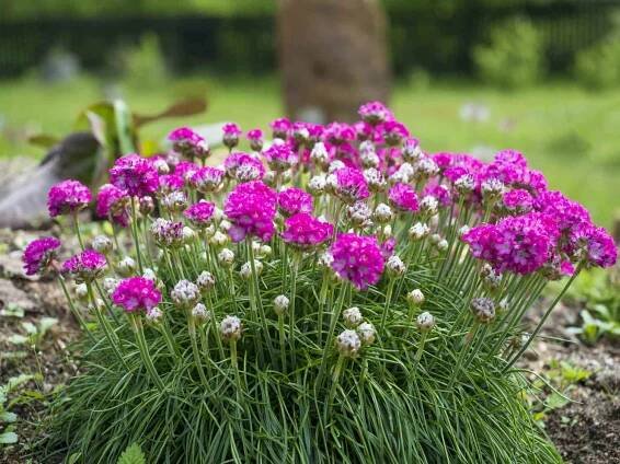 zblízka parta růžově kvetoucí armeria maritima, běžně známá jako šetrnost, mořská spořivost nebo mořská růžová, druh kvetoucí rostliny v rodině plumbaginaceae na skalce. selektivní zaostření - cornish - stock snímky, obrázky a fotky