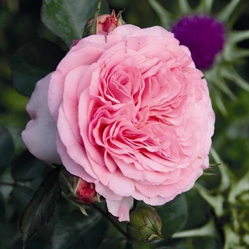 Rose Maria Theresia (Mariatheresia): popis odrůdy, vlastnosti, jak zasadit floribunda, péče