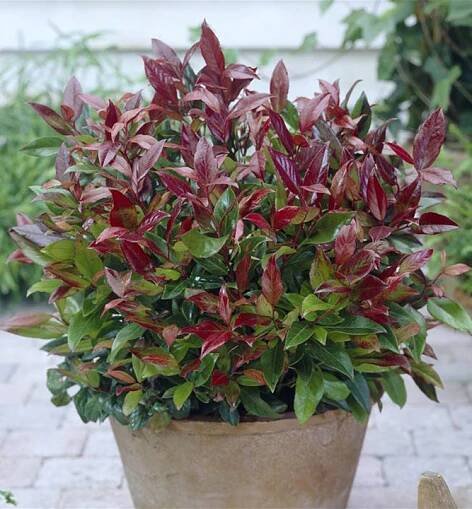Leukotoe ´SCARLETTA®´ (Zeblid) 20-30 cm, kont. 2 l | Lumigreen.cz
