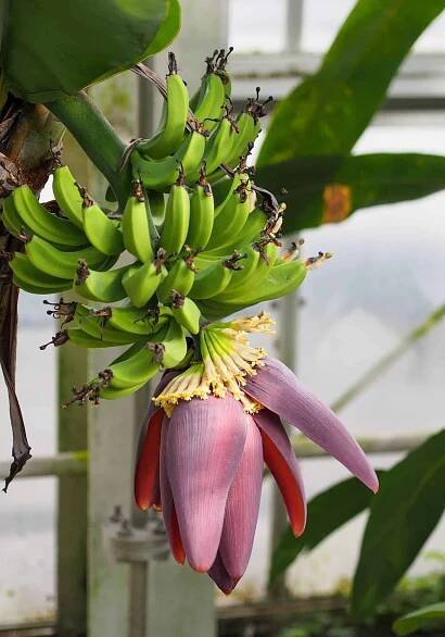 bananas growing indoors on dwarf tree