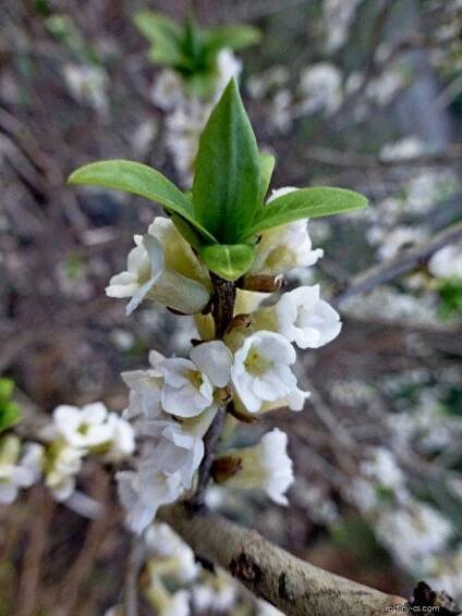 Lýkovec jedovatý Alba (Daphne mezereum)