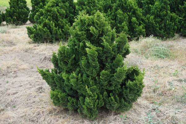 Cypress