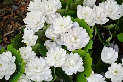 Bloodroot plants are early spring bloomers and may be found growing wild in dappled sun in wooded areas, producing beautiful white flowers. Bloodroot plants, Sanguinaria canadensis, get their name from the dark red sap found in the stems and roots.