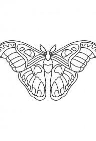 Omalovánka Saténový motýl - Omalovánky pro děti