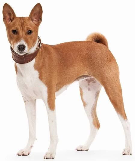 Basenji 