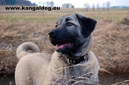 Turkish Diamond | Mezinárodně chráněná chovatelská stanice | Anatolský pastevecký pes - Kangal