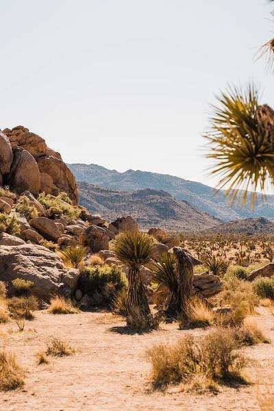 How to Plan a Joshua Tree Elopement - Between the Pine