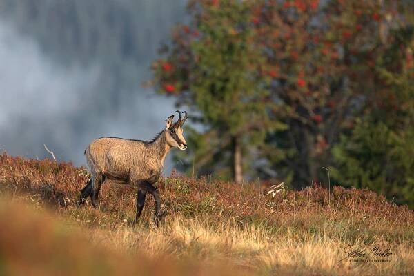 Sudokopytníci turovití | Štěpán Mikulka | Wildlife fotograf