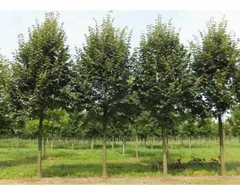 Lípa stříbrná - Tilia tomentosa Kontejner o objemu 20 litrů obvod kmene 6-8 cm zavětvený