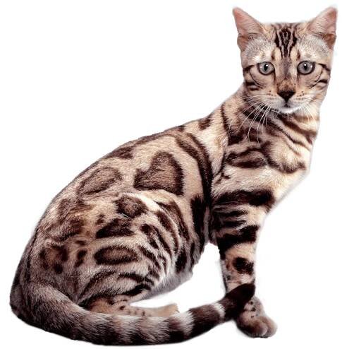 Bengals By Aluren - Cats by Aluren Affordable Bengal Kittens, Show Quality Bengals and Breeder quality Bengal Cats