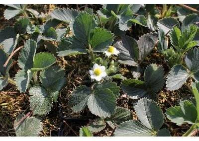 Jahodník jednouplodící 'Senga Sengana' - Fragaria ananassa 'Senga Sengana', Květník o průměru 9 cm