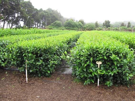 How To Grow Tea Plant (Camellia sinensis) In Your Garden