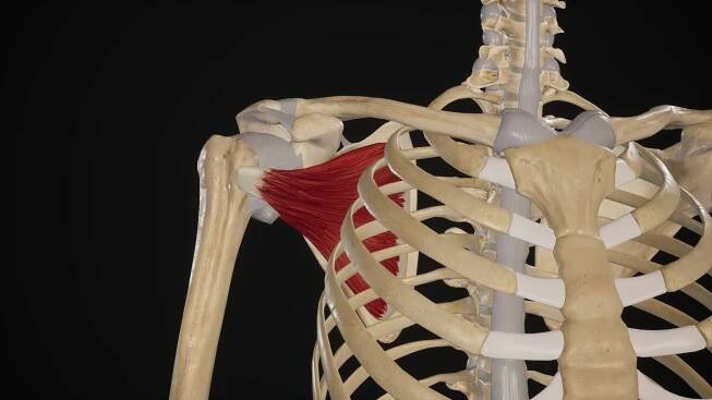 ZDRAVÍ KRČNÍ PÁTEŘE: PREVENCE, LÉČBA A PÉČE - ProSapiens Biomechanic
