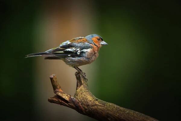 Pěnkava obecná (Fringilla coelebs)