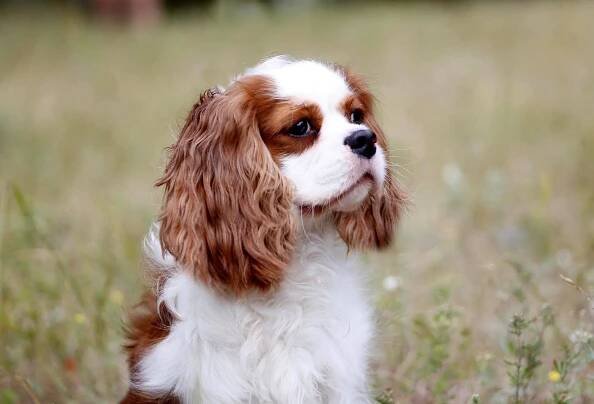 Jaký je rozdíl mezi Cavalier King Charles Spaniel a King Charles Spaniel?