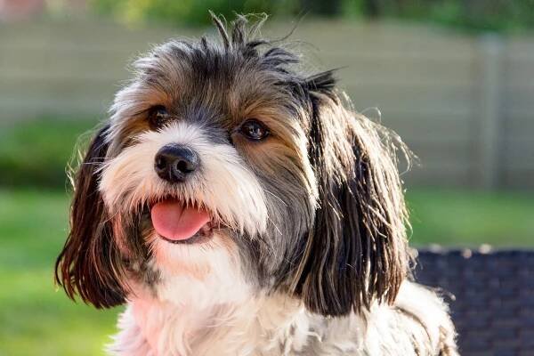 11 Best Vegetarian andPlant-Based Dog Treats - iHeartDogs.com