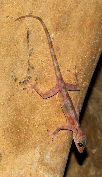 Indian golden gecko - Wikipedia
