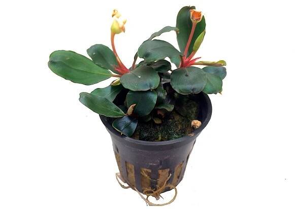 Tropica Plant - Bucephalandra sp. Red