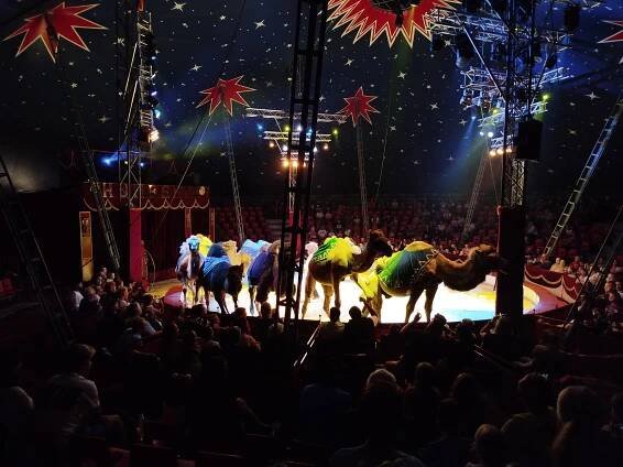 Cirkus HUMBERTO 2025 – Dětský domov a Školní jídelna, Opava, Rybí trh 14, příspěvková organizace