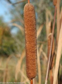 Orobinec širokolistý (Typha latifolia)