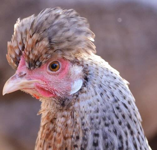 2013 Legbar Breeder Hen