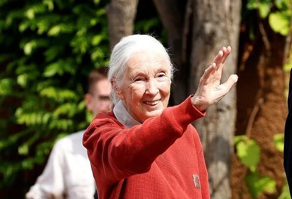 Hvězda křtin gorilí holčičky Jane Goodallová (90): Od žížal k životu mezi šimpanzi!