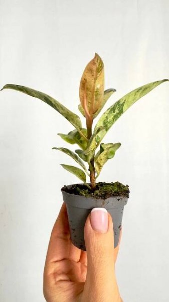 Ficus El Shivereana – fíkovník s unikátním zbarvením Charakteristické vlastnosti stínomilné sluncomilné čistí vzduch snadná péče vzácné