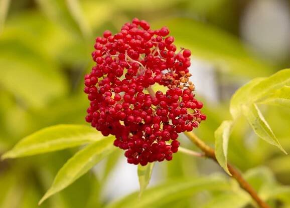 Pacific Northwest Native Plant Profile: Pacific Red Elderberry (Sambucus racemosa var. racemosa)