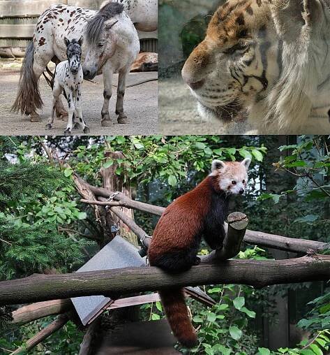 kleine en bedreigde diersoorten in zoo Liberec