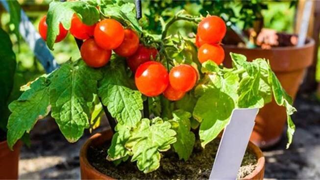 Zásady úspěšného pěstování rajčat na balkoně