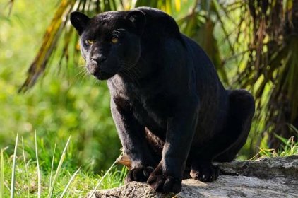 Černé zvíře jaguar
