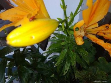 Chřestovníček liliový (Lilioceris lilii)