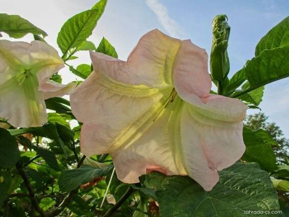 Durmanovec (Brugmansia)
