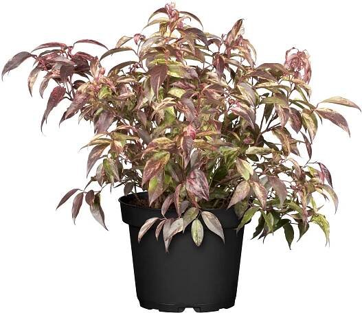 OBI Leucothoe "Rainbow" výška 5 - 10 cm květináč cca 2 l Leucothoe