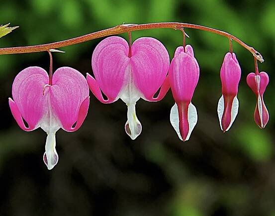 Bob Boxall - SHUSWAP PHOTO ARTS CLUB