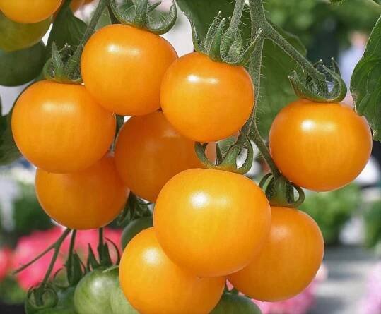 Rajče koktejlové žluté typu cherry „JIŽ VYSETÁ“ semena Druh ostatní