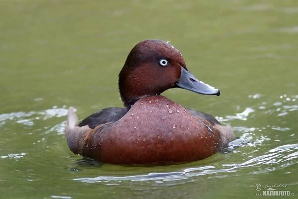 Polák malý | Naturfoto.cz
