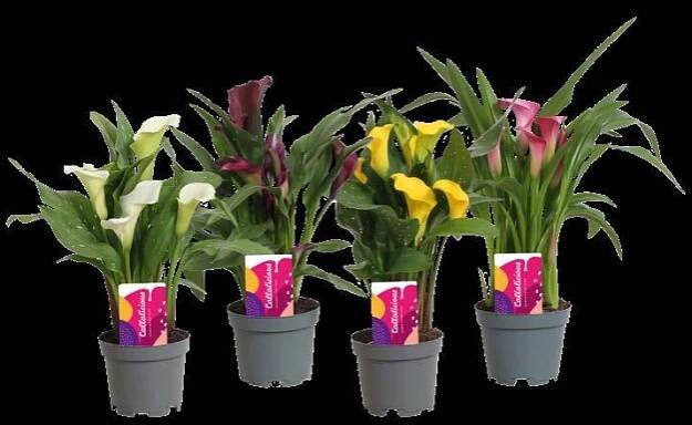 Callalicious© | Calla Zantedeschia catalogus 2024 |Vreugdenhil Bulbs & Plants by Vreugdenhil Bulbs & Plants - Issuu
