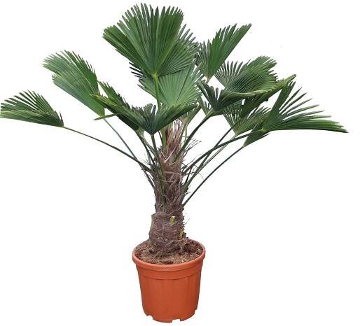 Piardino Rostlina Trachycarpus wagnerianus; výška vzrůstu: 100–130 cm