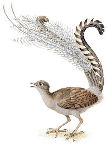 Lyrebird