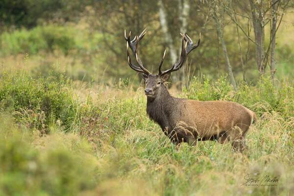 Sudokopytníci jelenovití | Štěpán Mikulka | Wildlife fotograf