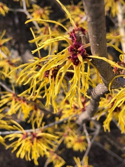 the flower witch hazel has yellow flowers with. large, simple, toothed leaves
