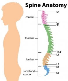 This image depicts the human spine anatomy.