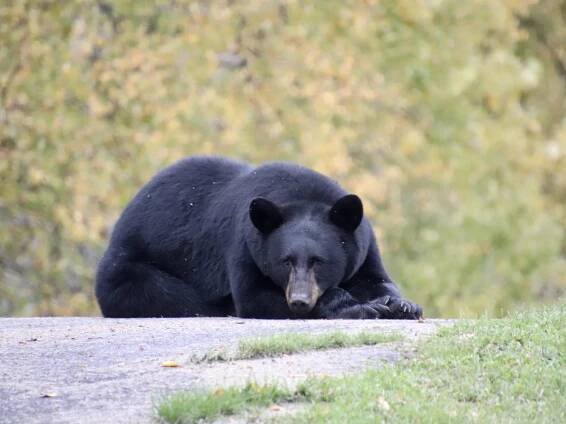 Giant Bear With Enormous Belly Caught on Camera in Minnesota Wilderness