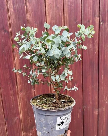 Eucalyptus gunnii, cca 20-25 cm 