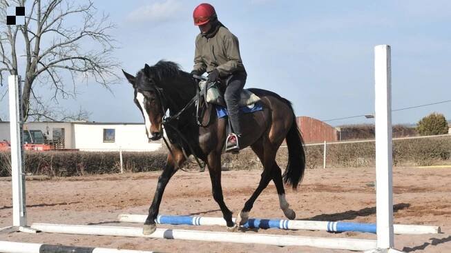 Lenka Horáková pokračuje v trenérském řemesle | GALOPP REPORTER